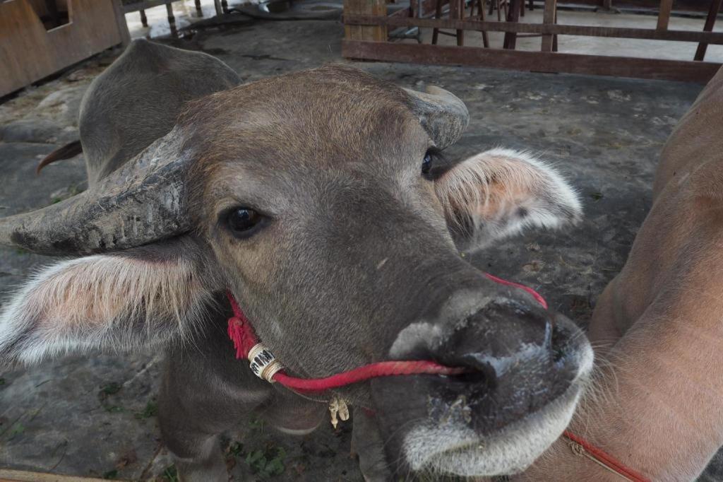 The Buffalo Amphawa Samut Songkhram Eksteriør billede