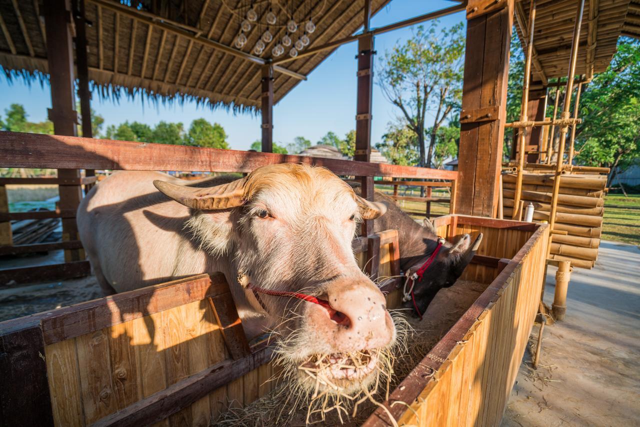 The Buffalo Amphawa Samut Songkhram Eksteriør billede