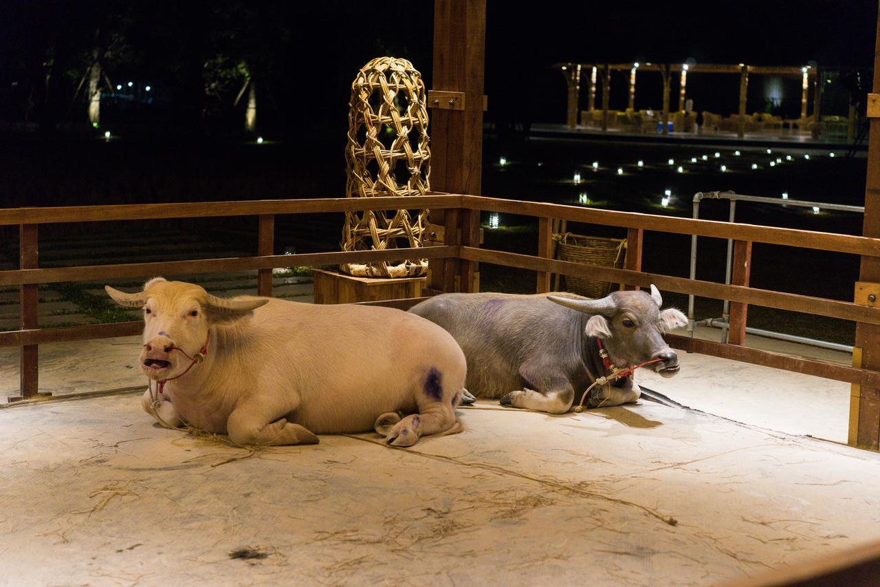 The Buffalo Amphawa Samut Songkhram Eksteriør billede